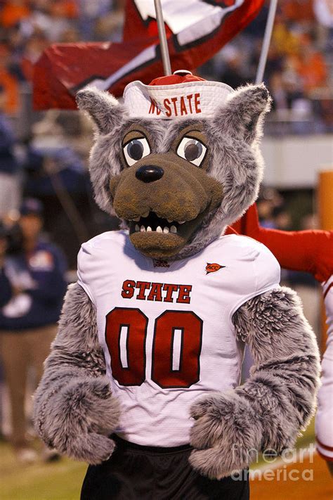 The Wolf mascot of North Carolina State